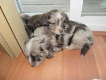 Cute Aussiedoodle Puppies Available