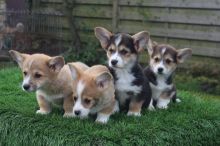 Cute Pembroke Welsh Corgi Puppies Available