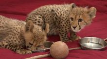 Serval,F1 - F5 Savannah,Caracal,Ocelot and Cheetah kittens