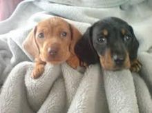 Smooth coat Dachshund Puppies available Image eClassifieds4U