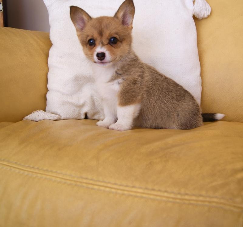 Pembroke Welsh Corgi Puppies Image eClassifieds4u