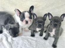 Beautiful French bulldog Puppies Available