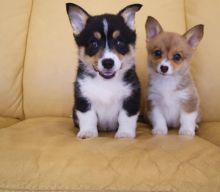 Pembroke Welsh Corgi Puppies