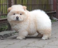 Adorabe Chow Chow Puppies Now Ready For Adoption