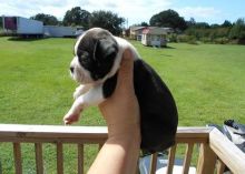 Beautiful Black brindle and white Boston Terrier Puppies