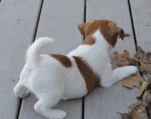 Beautiful Jack Russell Terrier puppies