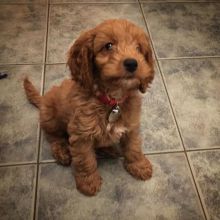 healthy and potty trained Cavapoo puppies ready