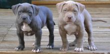 Magnificent American Pitbull terrier Puppies For Re-homing