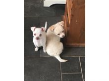 Reg Ckc Chihuahua Puppies for New Home.