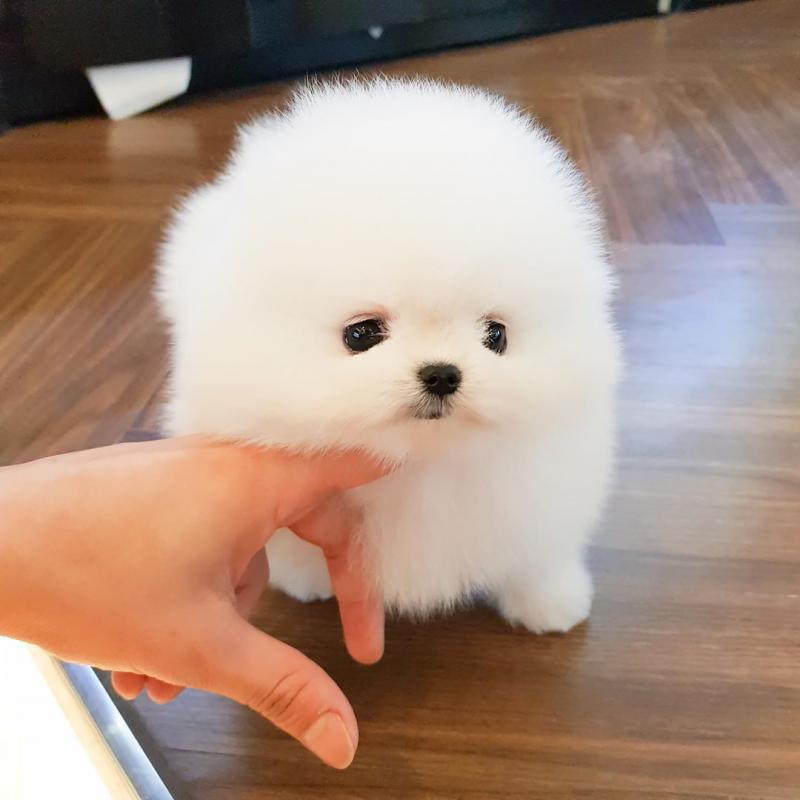 Affectionate Teacup Pomeranian Available Image eClassifieds4u