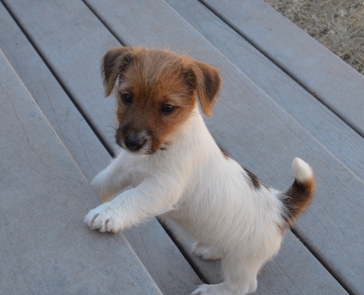 Beautiful Jack Russell Terrier puppies Image eClassifieds4u