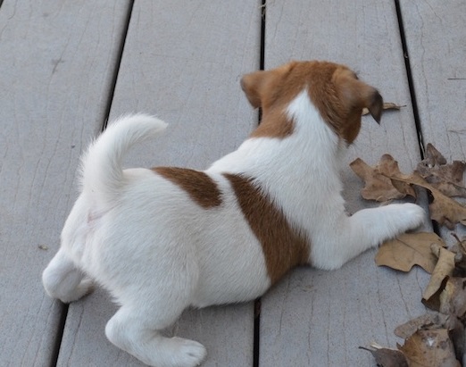 Beautiful Jack Russell Terrier puppies Image eClassifieds4u