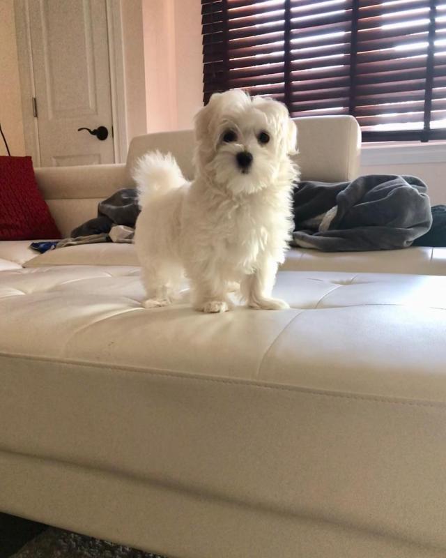 Beautiful Maltese Puppies For A New Home Image eClassifieds4u