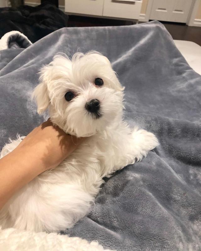 Beautiful Maltese Puppies For A New Home Image eClassifieds4u