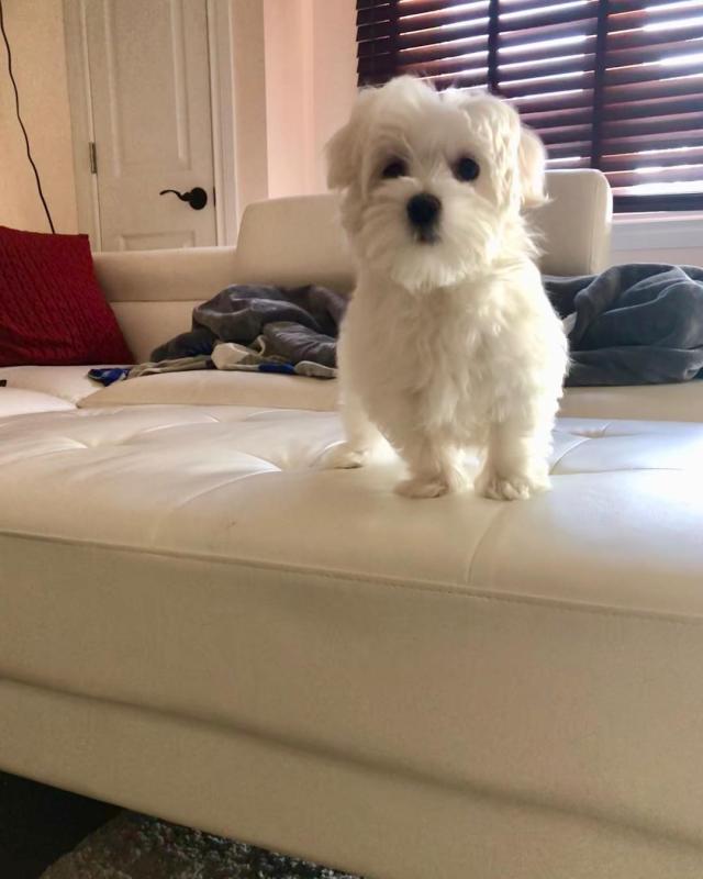 Beautiful Maltese Puppies For A New Home Image eClassifieds4u