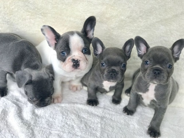 Blue pied French Bulldog Puppies Available Image eClassifieds4u