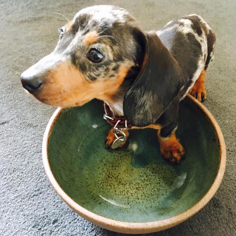 Charming Ckc Reg Dachshund Puppies For Adoption Image eClassifieds4u