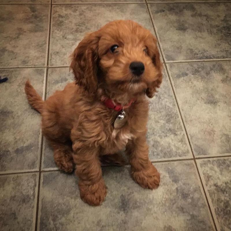 healthy and potty trained Cavapoo puppies ready Image eClassifieds4u