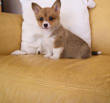 Pembroke Welsh Corgi Puppies Image eClassifieds4u 2