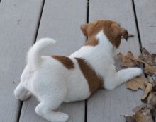 Beautiful Jack Russell Terrier puppies Image eClassifieds4u 1