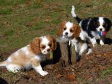 Ckc Cavalier King Charles Spaniel Puppies Image eClassifieds4u 2