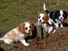Ckc Cavalier King Charles Spaniel Puppies Image eClassifieds4u 2
