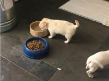 Reg Ckc Chihuahua Puppies for New Home. Image eClassifieds4u 2