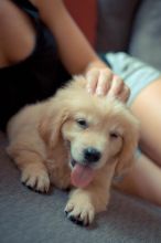 Very Health Golden Retriever puppies Image eClassifieds4U