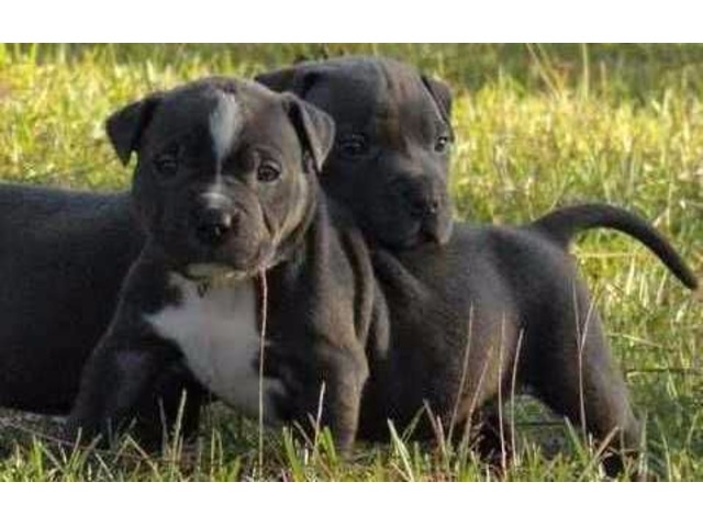 Magnificent American Pitbull terrier Puppies For Re-homing Image eClassifieds4u