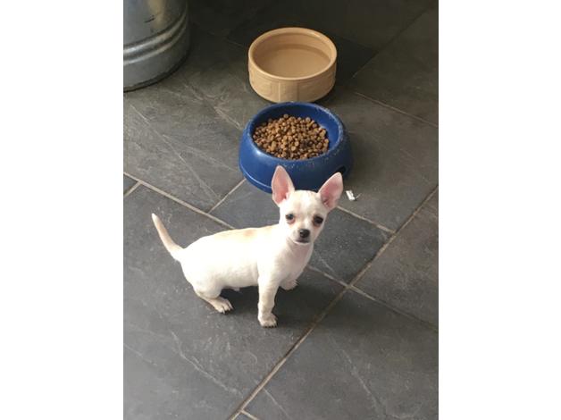Reg Ckc Chihuahua Puppies for New Home. Image eClassifieds4u