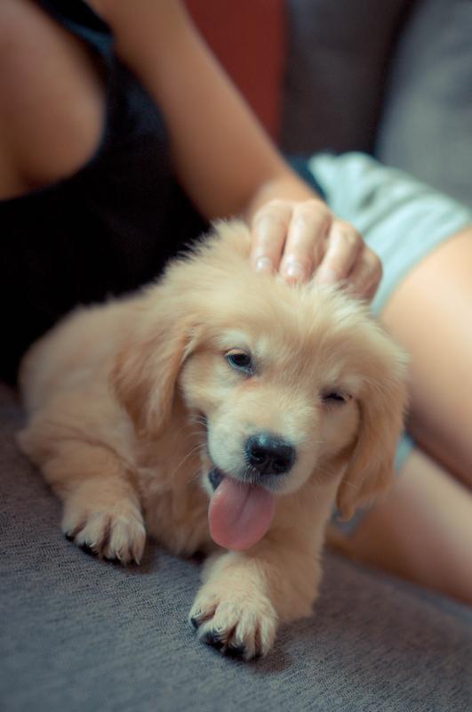 Very Health Golden Retriever puppies Image eClassifieds4u