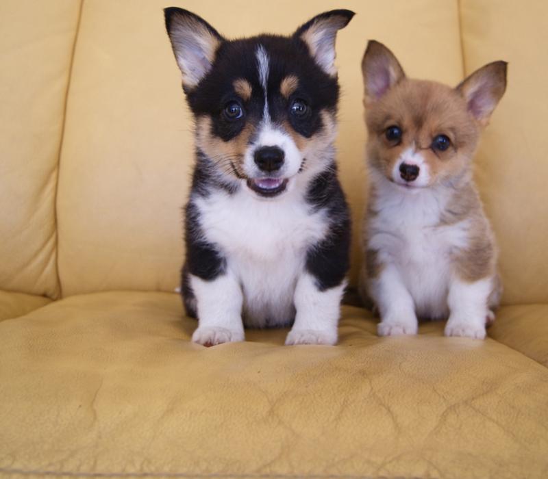Pembroke Welsh Corgi Puppies Looking For New Homes Image eClassifieds4u