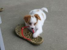 ***Gorgeous RARE Papillon Puppies***