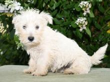 ***Gorgeous RARE Westie Puppies***
