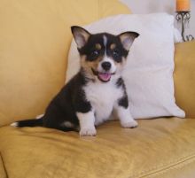 Pembroke Welsh Corgi Puppies Looking For New Homes