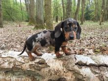 ✔ ✔Well Trained Dachshund puppies