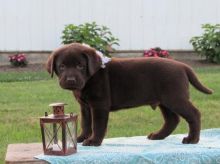 CKC Reg'd Chocolate Labrador Retriever Puppies- 2 LEFT