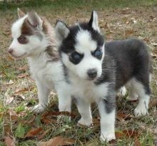 Cute Blue Eye Siberian Husky Pups Available