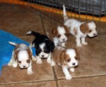 Exceptional Cavalier King Charles Spaniel Pups