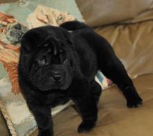 Passionate Chinese Shar-Pei Puppies For Adoption