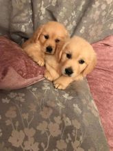 Purebred Golden Retriever Puppies