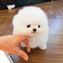 Registered Pomeranian Puppies