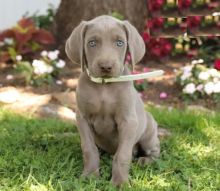 Weimaraner Puppies ready to go home! Health Guarantee Incl.
