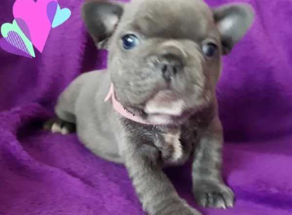 Blue French bulldog Puppies Available Image eClassifieds4u