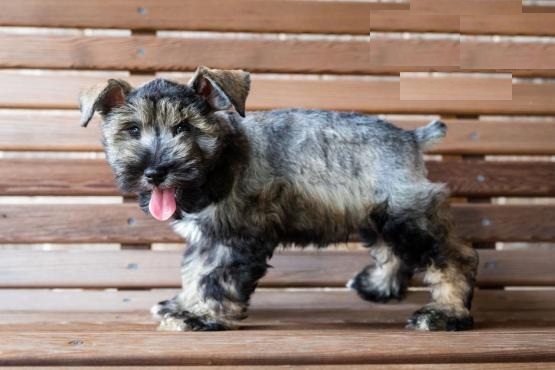 CKC Reg'd Miniature Schnauzer Puppies- 2 LEFT Image eClassifieds4u