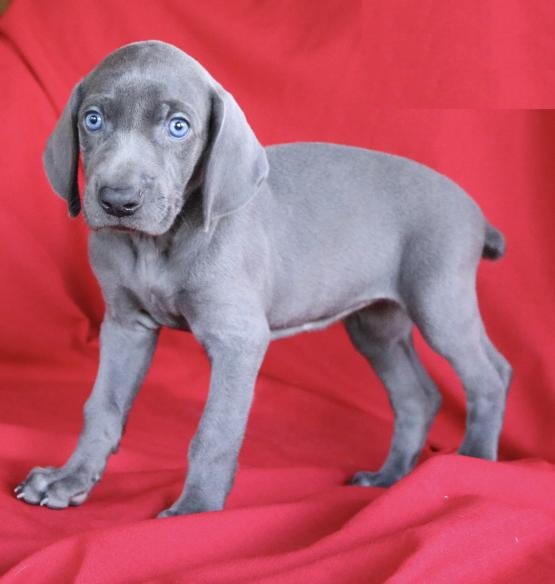 CKC Reg'd Weimaraner Puppies- 2 LEFT Image eClassifieds4u