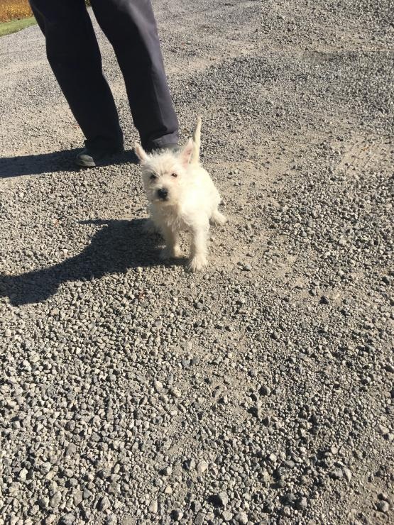 CKC Reg'd Westie Puppies- 2 LEFT Image eClassifieds4u