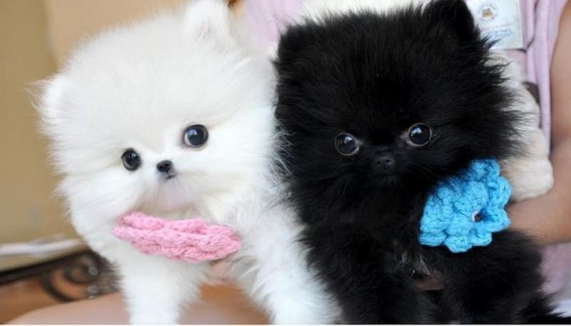 Cute Teacup Pomeranian pups Available Black and white Image eClassifieds4u