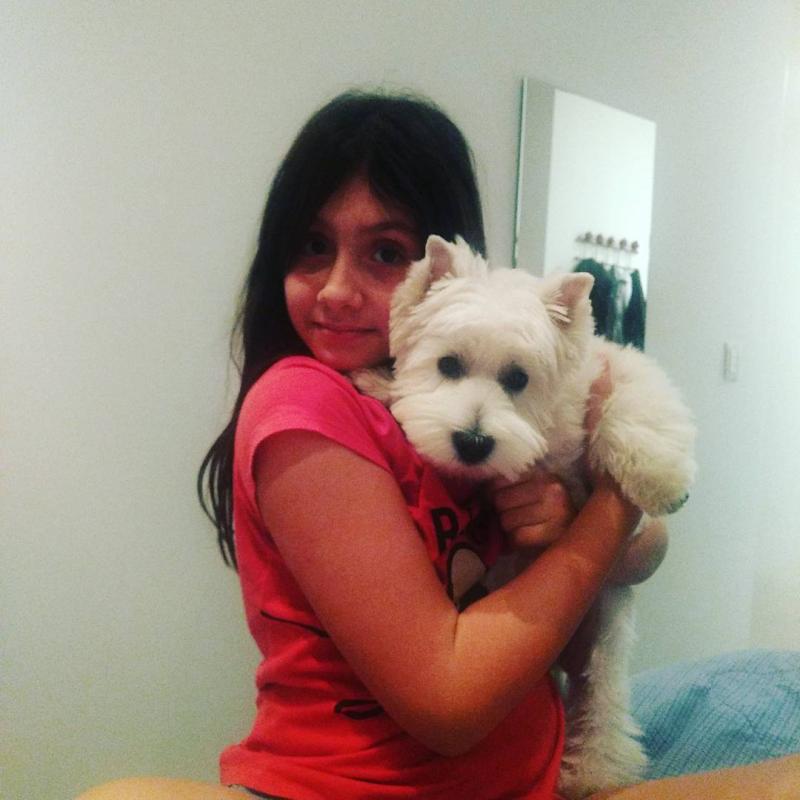 Home Raised West Highland White Terrier Image eClassifieds4u