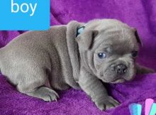 Blue French bulldog Puppies Available Image eClassifieds4u 1